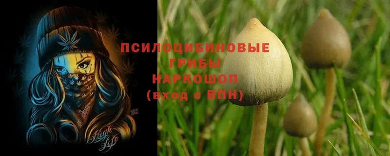 Галлюциногенные грибы Magic Shrooms  блэк спрут   Багратионовск  купить наркотики сайты 